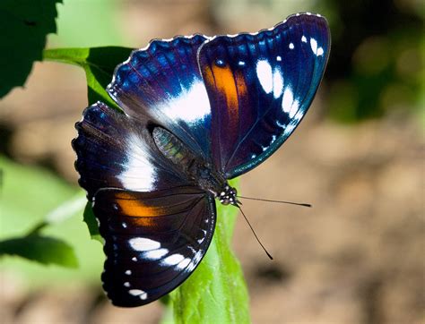 Hypolimnas bolina - female | Best seen large. | Michael Jefferies | Flickr