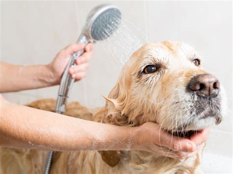 Pet Bathing Tips and Hot Water Safety - Holidaying With Dogs