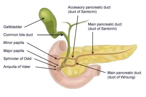 Illustration of the pancreatic duct system. Acute Pancreatitis, Food For Digestion, Bile Duct ...