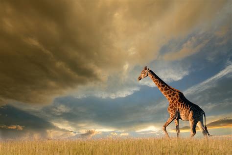 4k Giraffe Wallpaper,HD Animals Wallpapers,4k Wallpapers,Images ...