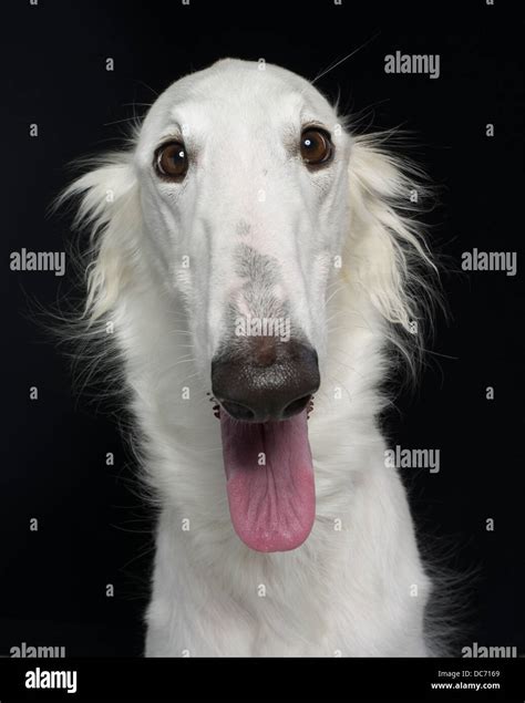 White Borzoi / Russian wolfhound breed of domestic dog from Russia / Belarus Stock Photo - Alamy