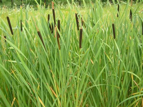 Cattails and Reeds | Live Pond Plants