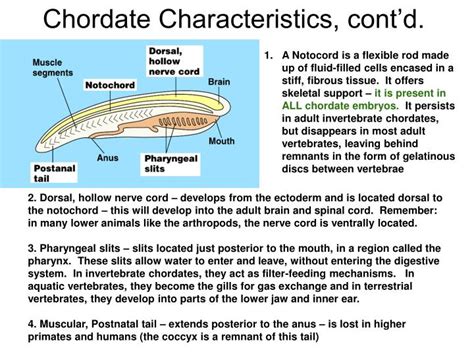 PPT - Chapters 32,33,34 PowerPoint Presentation - ID:5429987