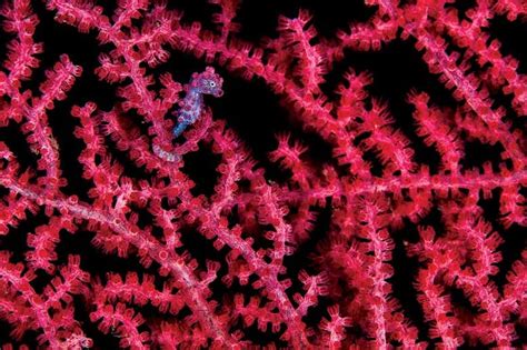 Cute but deadly: The camouflaged world of the pygmy seahorse | New ...