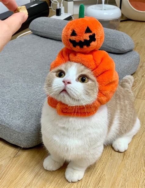 Happy Halloween : r/cat