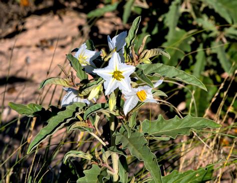 Silverleaf Nightshade - Solanum elaeagnifolium | Photo'd at … | Flickr