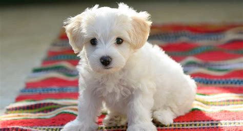 Bichon Frise Names - 250 Perfectly Fitting Names For A Bichon Frise Pup
