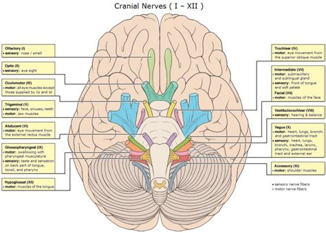 Cranial Nerves - Function, Table, Anatomy and FAQs