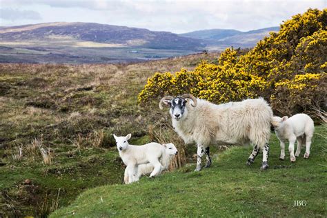 Scottish Highland Sheep, Scotland, High Quality Photo Print Stunning - Etsy