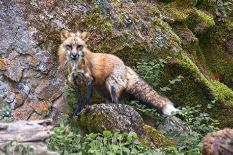 OzarksPhotos.com | Wild Animals | Red Fox in Montana