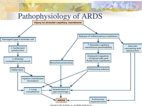 PPT - Respiratory: Respiratory Failure and ARDS PowerPoint Presentation ...