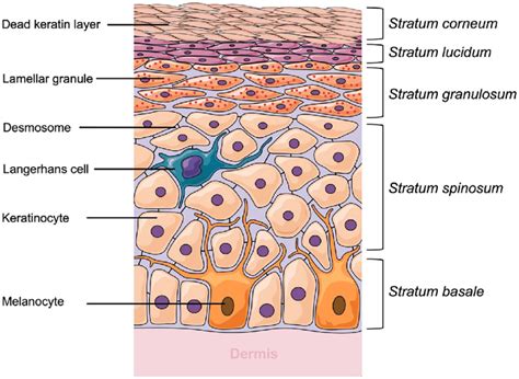 Layers of Epidermis; Med Skin Test 2021 Diagram | Quizlet