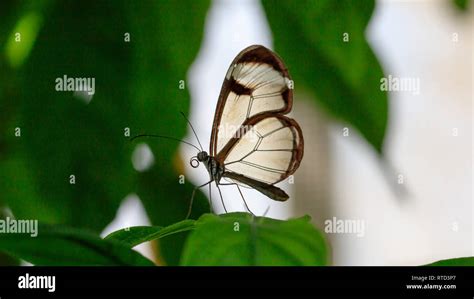 Butterfly, glasswing butterfly Greta oto, on green leave Stock Photo - Alamy