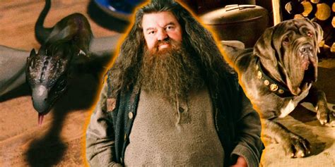 Harry Potter: How Many Pets Does Hagrid Have?