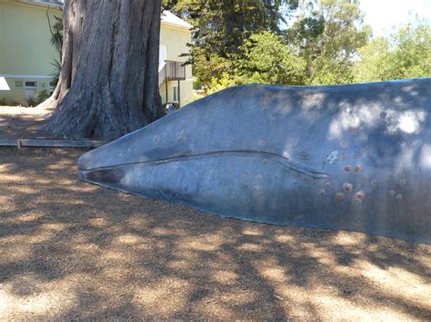 Head of California gray whale sculpture | c_nilsen | Flickr