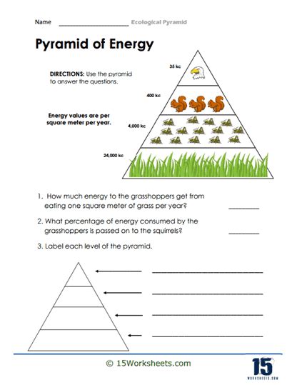 Ecological Pyramid Worksheets - 15 Worksheets.com