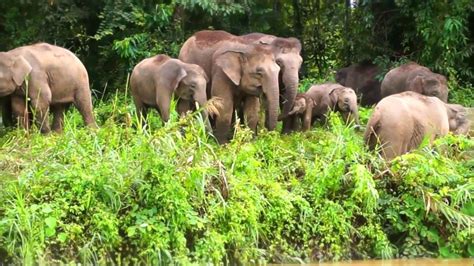 Find Wildlife With Borneo Tours