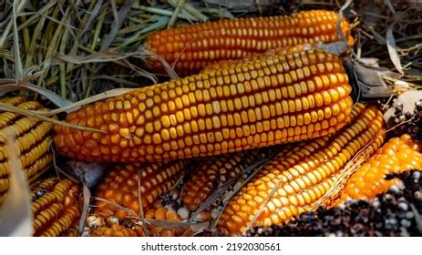 Fall Harvest Cornucopia Picking Corn Farm Stock Photo 2192030561 ...