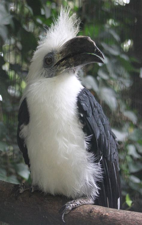 White-crowned hornbill male - ZooChat