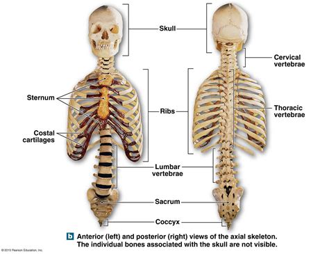 anterioir and posterioir views of the axial skeleton | Axial skeleton ...