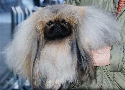 Are Pekingese Good Dogs