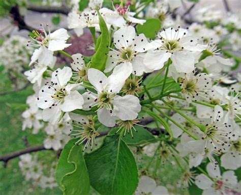 CALLERY or BRADFORD PEAR TREE: (Pyrus calleryana). Photographed May 4, 2018 in Center Twp ...