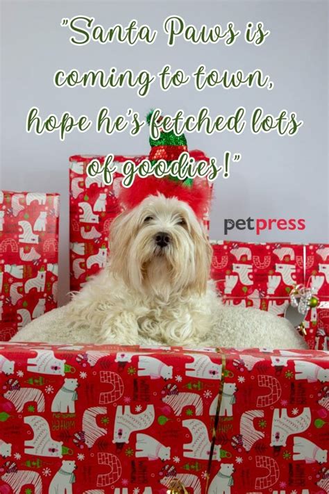 50+ Best Christmas Dog Quotes to Unleash the Yuletide Cheer