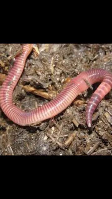 TIGER WORMS X20 red worms axolotl live food fishing bait £5.50 - PicClick UK