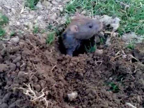 Rat Burrows In Garden | Fasci Garden