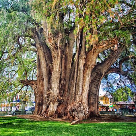 Top 105+ Pictures Donde Estan Los Arboles Mas Grandes Del Mundo ...