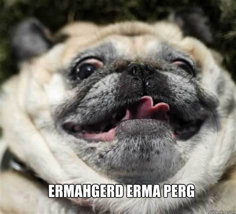 ermahgerd pug memes | quickmeme