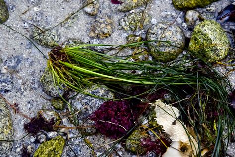 Seaweed Still Life Free Stock Photo - Public Domain Pictures