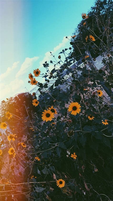 Pin by Samanthia Flores on yellow | Sunflower wallpaper, Nature wallpaper, Nature photography