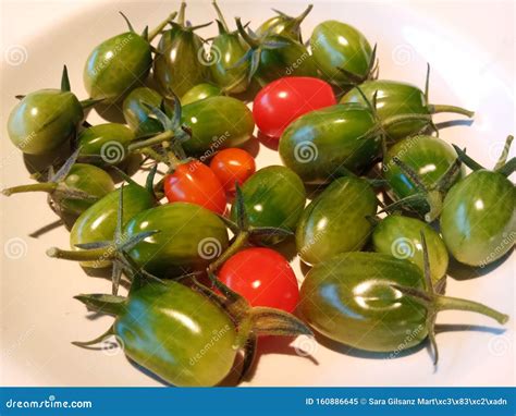 Cherry Tomato Harvest. Summer is Over. Stock Image - Image of harvest, green: 160886645