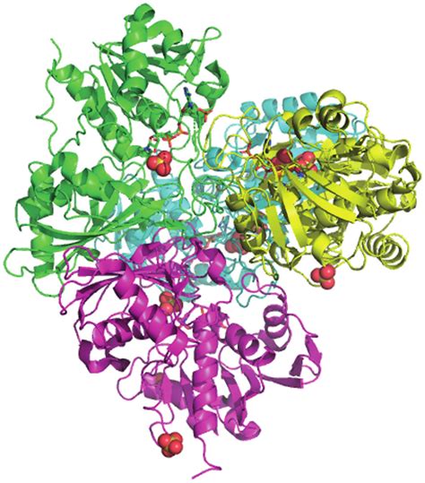 39 Quaternary structure of protein. | Download Scientific Diagram