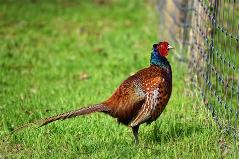 South Dakota State Bird – Ring-necked Pheasant – 50States.com – 50states