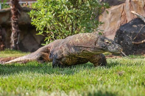 Nashville Zoo opens Komodo Dragon Habitat Today - Clarksville Online - Clarksville News, Sports ...