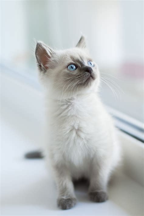 Grey Cat Breeds With Blue Eyes - Pets Lovers