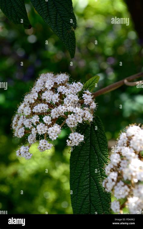 viburnum rhytidophyllum white flower flowers flowering evergreen green ...