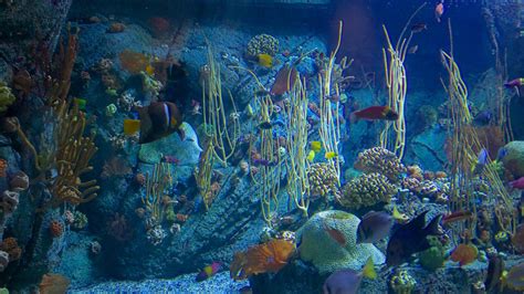 Aquarium of the Pacific in Los Angeles, California | Expedia