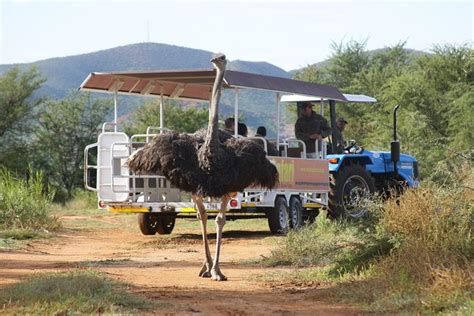 Safari Ostrich Farm Tractor Tour den eneste traktorsafari i Oudtshoorn 2022 - Vestlige Cape