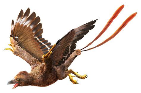 Confuciusornis | Extinct animals, Animals, Modern birds