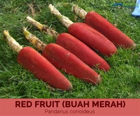 Health benefits of Red fruit (Buah merah) | HB times