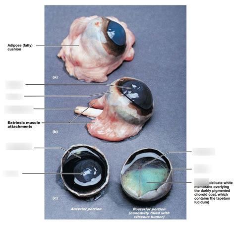 Cow Eye Dissection Parts Labeled - All About Cow Photos