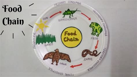 Food Chain For Kids Project