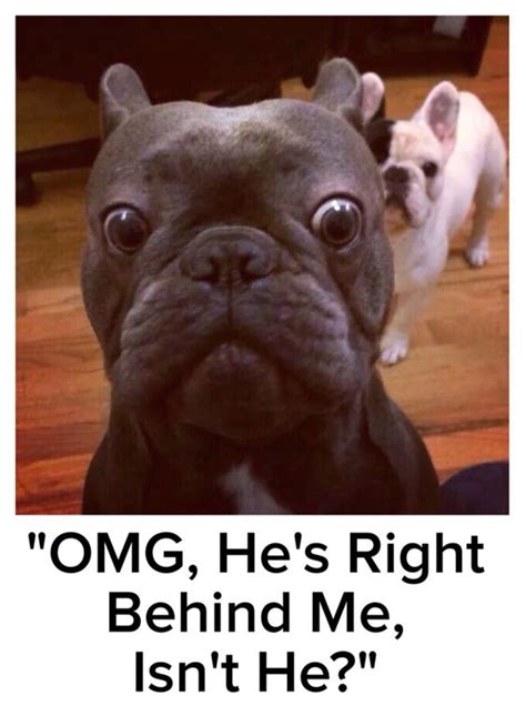 10 Best French Bulldog Memes of All Time