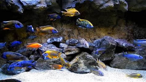 CICHLIDS OF LAKE MALAWI - YouTube