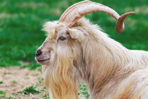 Kiko Goat: Breed Info, Characteristics, Breeding, and Care