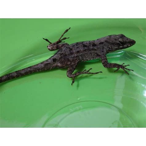 Brown Anole - Strictly Reptiles