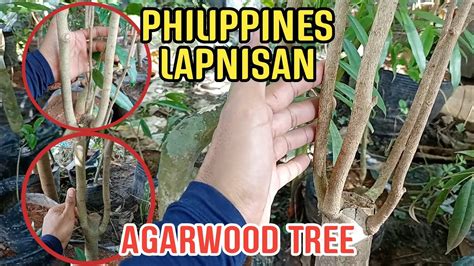 PHILIPPINES LAPNISAN AGARWOOD TREE THE MOST EXPENSIVE WOOD THE "WOOD OF ...